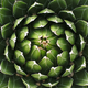 Image for article titled A Beginner's Guide to Mezcal, Tequila's Divine Cousin